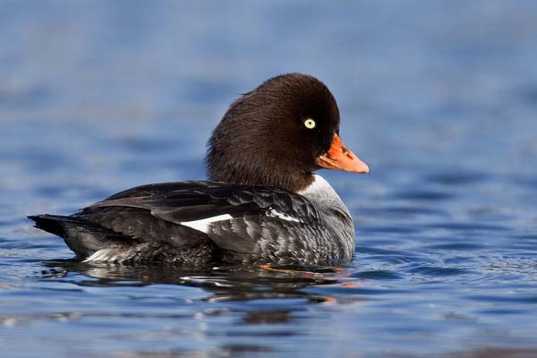 Barrow's Goldeneye | Bucephala islandica photo