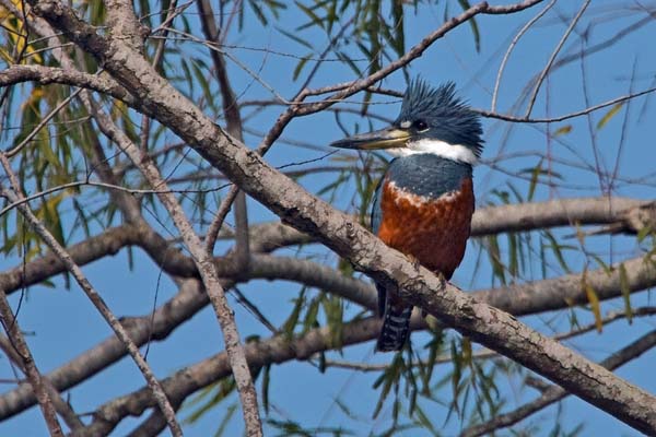 Belted Kingfisher | Ceryle alcyon photo