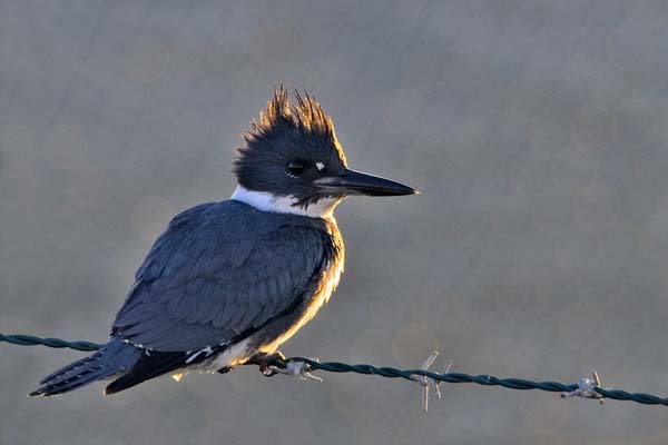 Belted Kingfisher | Ceryle alcyon photo