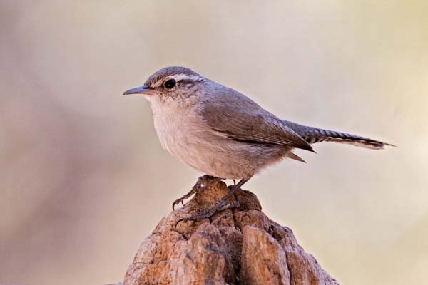 Bewick's Wren | Thryomanes bewickii photo