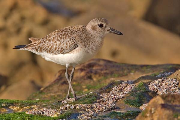 Black-bellied Plover | Pluvialis squatarola photo