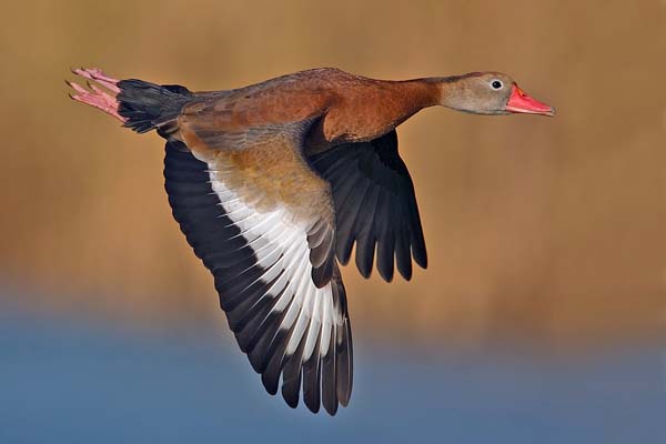 Black-bellied Whistling-Duck | Dendrocygna autumnalis photo