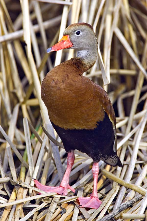 Black-bellied Whistling-Duck | Dendrocygna autumnalis photo