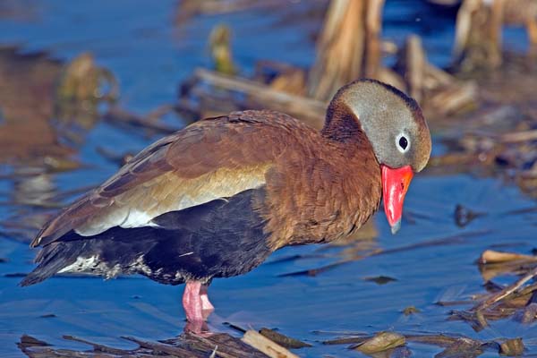 Black-bellied Whistling-Duck | Dendrocygna autumnalis photo
