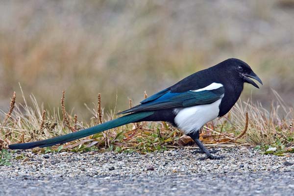 Black-billed Magpie | Pica hudsonia photo