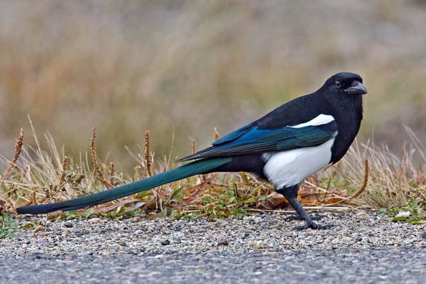 Black-billed Magpie | Pica hudsonia photo