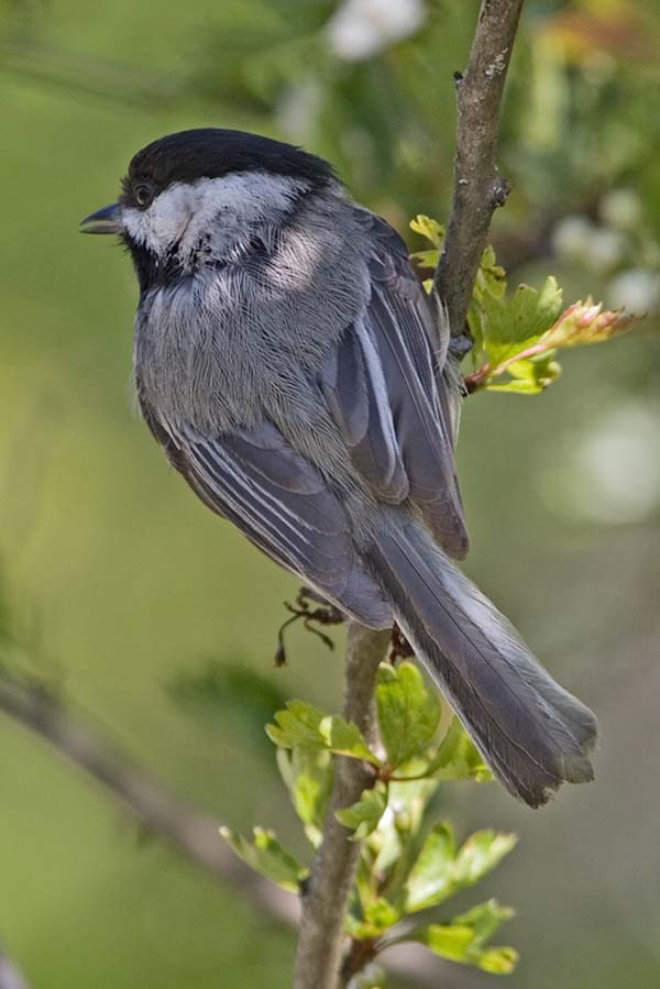 Black-capped Chickadee | Poecile atricapillus photo