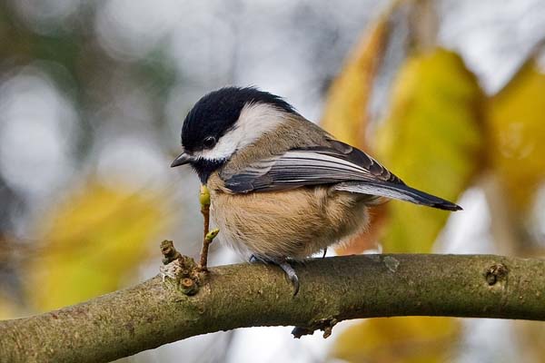 Black-capped Chickadee | Poecile atricapillus photo