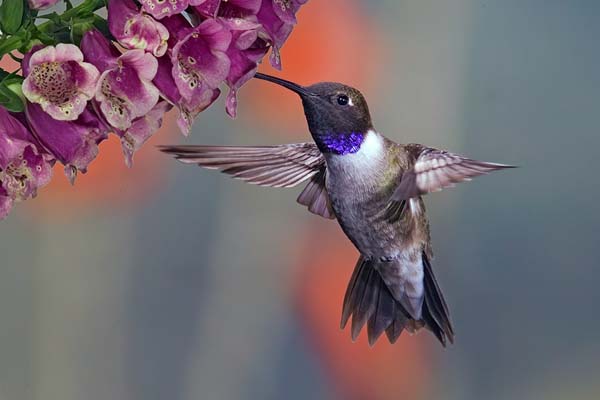 Black-chinned Hummingbird | Archilochus alexandri photo