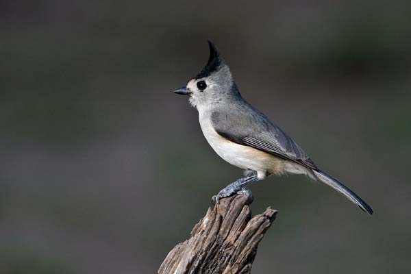 Black-crested Titmouse | Baeolophus atricristatus photo