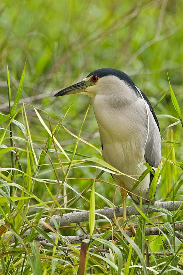 Black-crowned Night-Heron | Nycticorax nycticorax photo