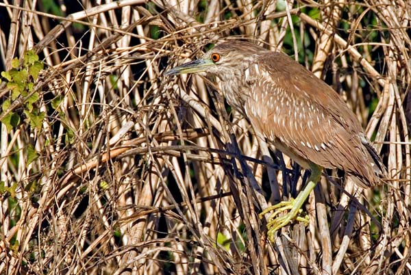 Black-crowned Night-Heron | Nycticorax nycticorax photo