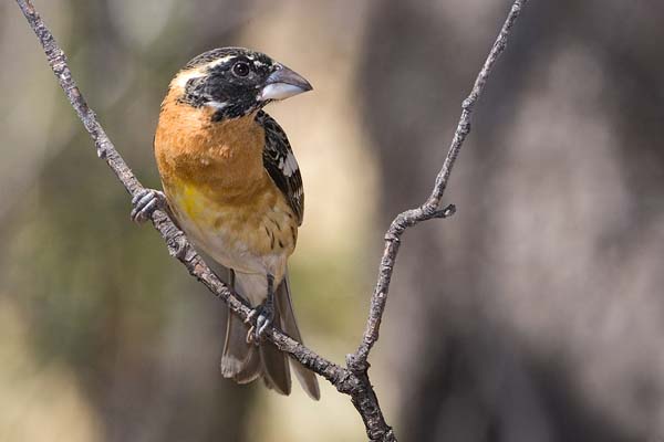 Black-headed Grosbeak | Pheucticus melanocephalus photo