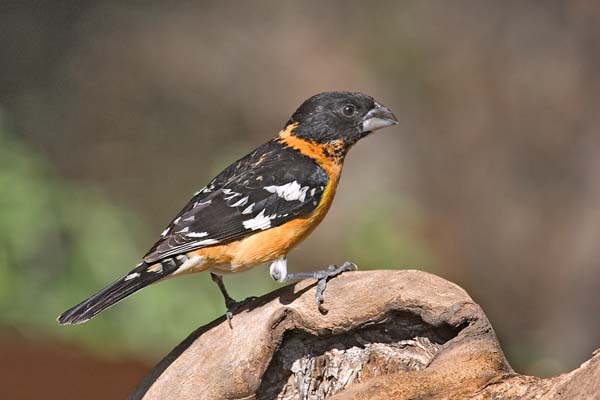 Black-headed Grosbeak | Pheucticus melanocephalus photo