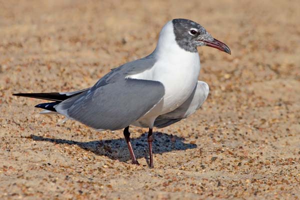 Black-headed Gull | Larus ridibundus photo