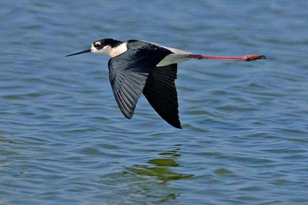 Black-necked Stilt | Himantopus mexicanus photo