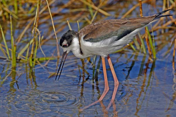 Black-necked Stilt | Himantopus mexicanus photo