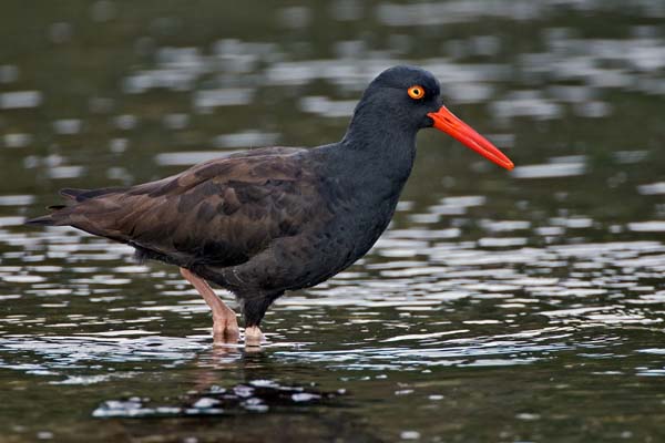 Black Oystercatcher | Haematopus bachmani photo