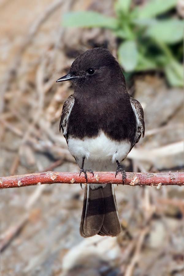 Black Phoebe | Sayornis nigricans photo