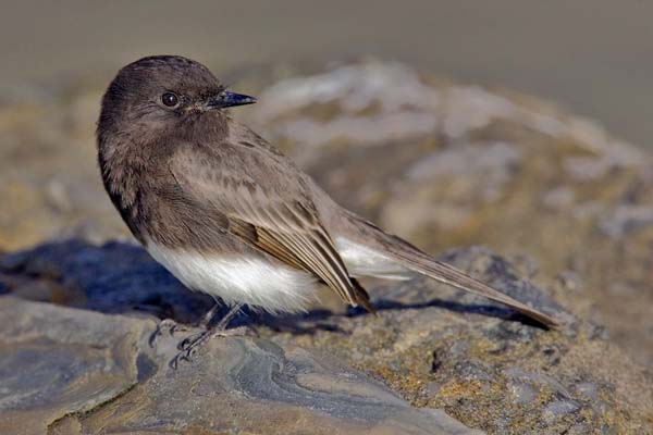 Black Phoebe | Sayornis nigricans photo