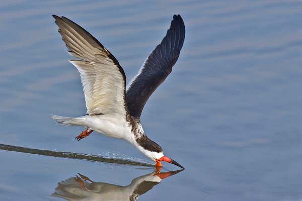 Black Skimmer | Rynchops niger photo