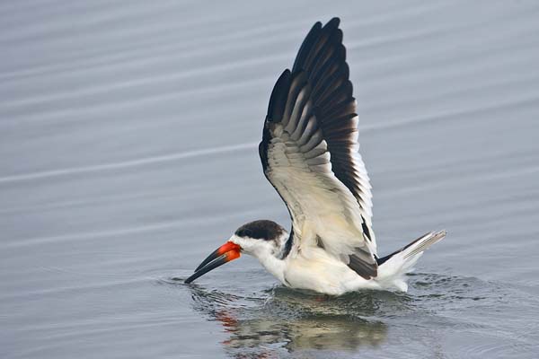 Black Skimmer | Rynchops niger photo