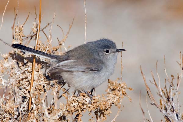 Black-tailed Gnatcatcher | Polioptila melanura photo