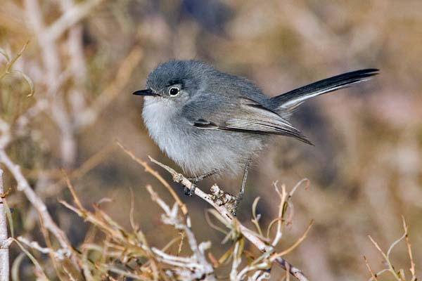 Black-tailed Gnatcatcher | Polioptila melanura photo