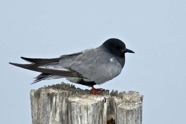 Black Tern | Chlidonias niger photo