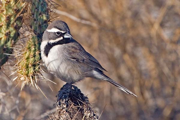 Black-throated Sparrow | Amphispiza bilineata photo