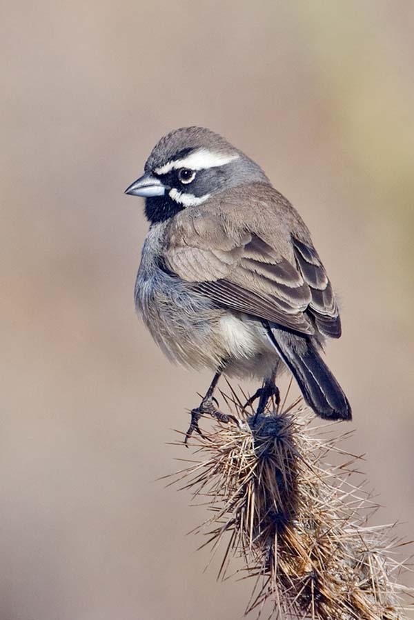 Black-throated Sparrow | Amphispiza bilineata photo