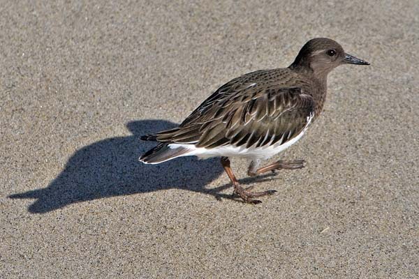 Black Turnstone | Arenaria melanocephala photo