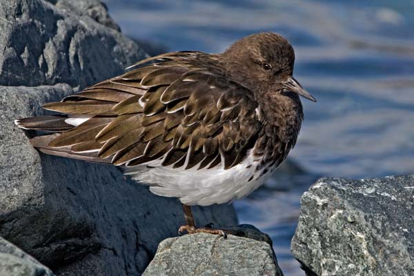 Black Turnstone | Arenaria melanocephala photo