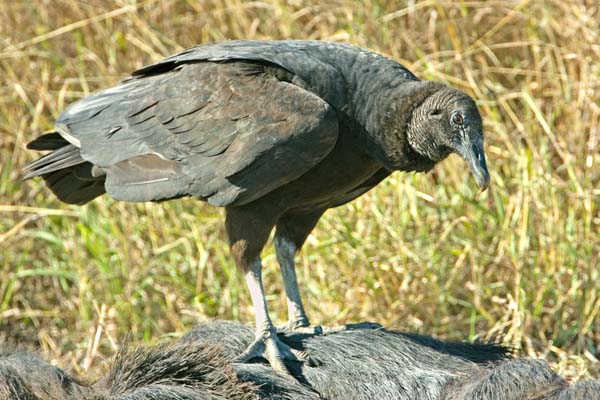 Black Vulture | Coragyps atratus photo