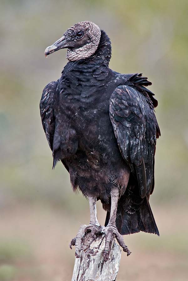 Black Vulture | Coragyps atratus photo
