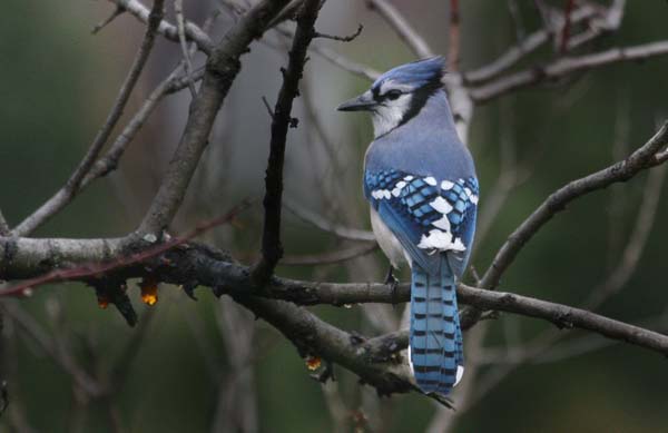 Blue Jay | Cyanocitta cristata photo