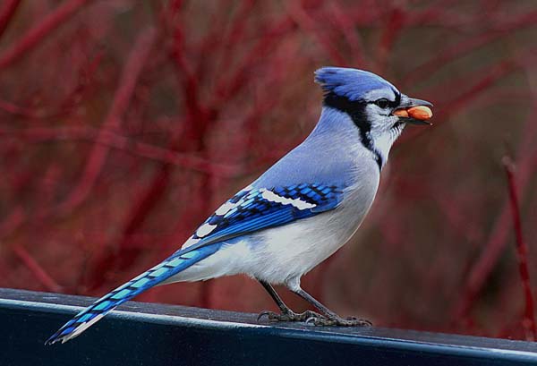 Blue Jay | Cyanocitta cristata photo