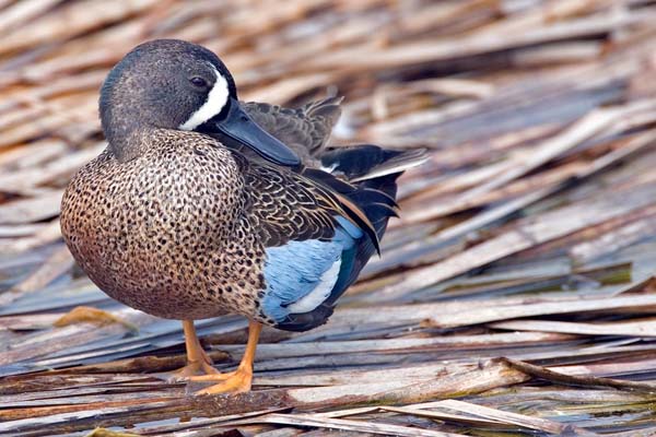 Blue-winged Teal | Anas discors photo