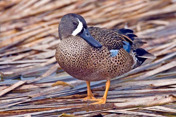 Blue-winged Teal | Anas discors photo
