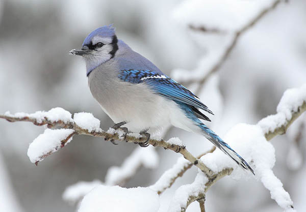 Blue Jay | Cyanocitta cristata photo