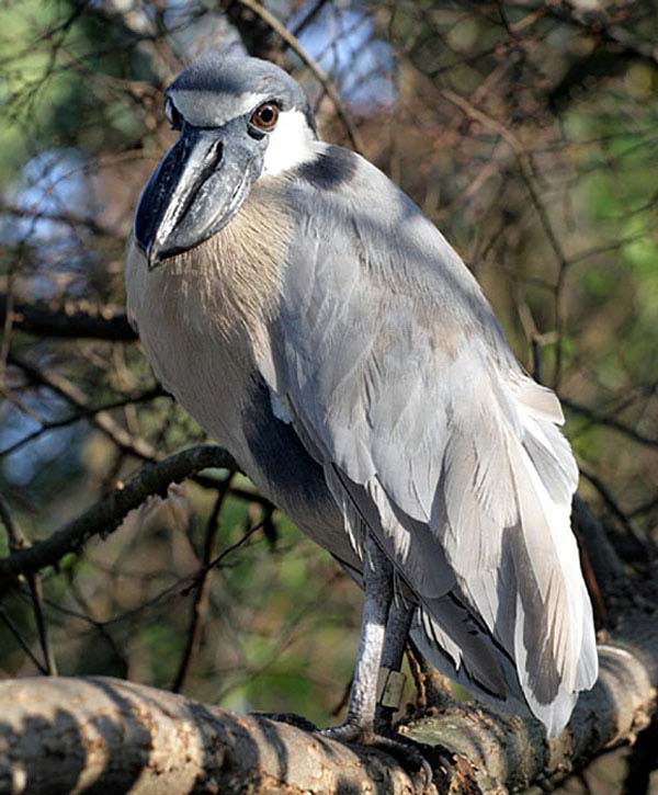 Boat-billed Heron | Cochlearius cochlearius photo