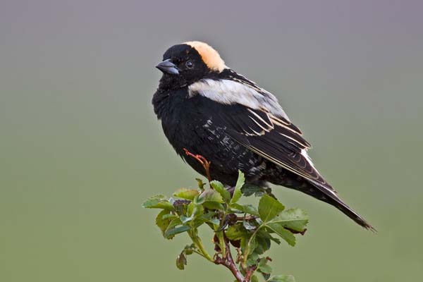 Bobolink | Dolichonyx oryzivorus photo