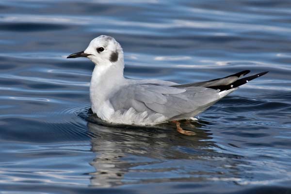 Bonaparte's Gull | Larus philadelphia photo