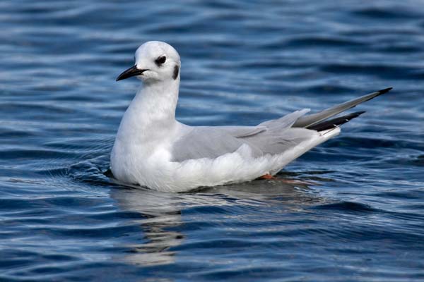 Bonaparte's Gull | Larus philadelphia photo