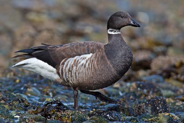 Brant | Branta bernicla photo