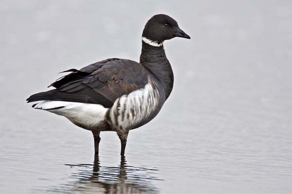 Brant | Branta bernicla photo