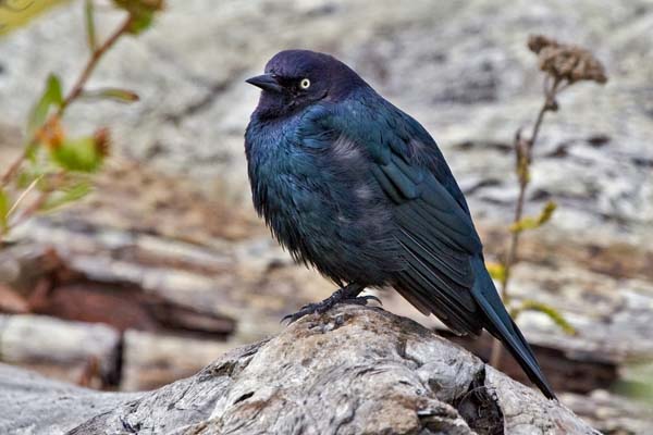 Brewer's Blackbird | Euphagus cyanocephalus photo