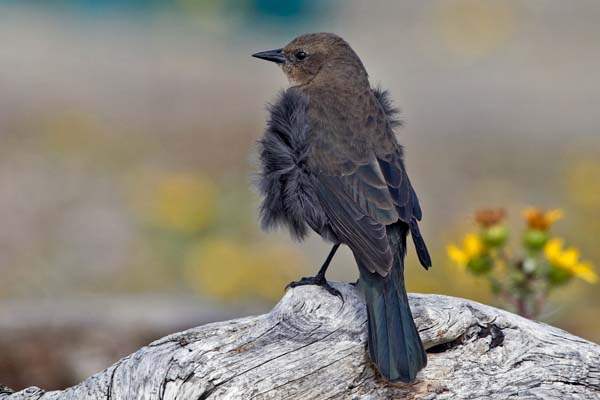 Brewer's Blackbird | Euphagus cyanocephalus photo