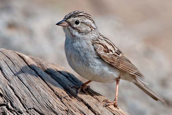 Brewer's Sparrow | Spizella breweri photo