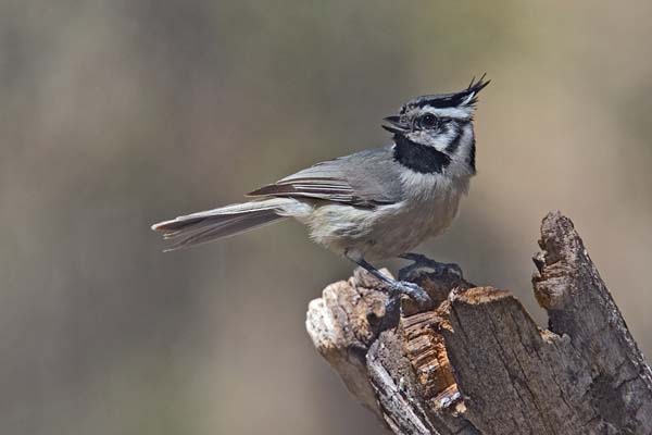 Bridled Titmouse | Baeolophus wollweberi photo